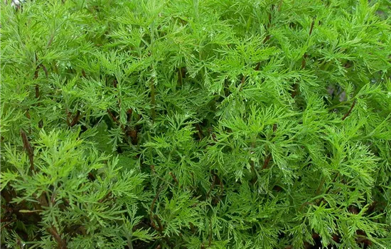 Coca-Cola-Strauch Coca-Cola-Strauch