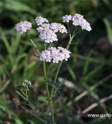 Schafgarbe Schafgarbe