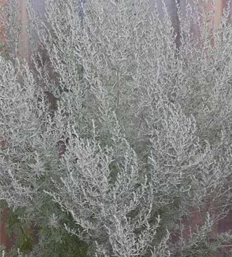 Echter Wermut Echter Wermut