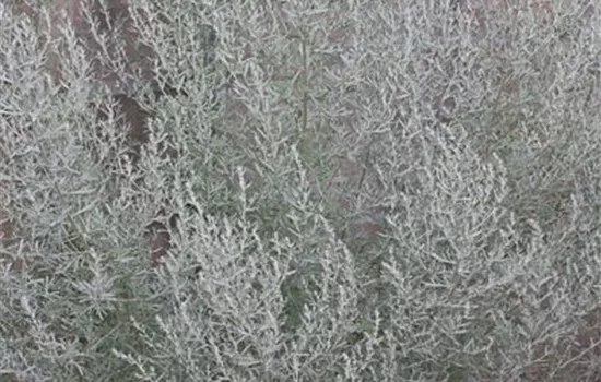 Echter Wermut Echter Wermut