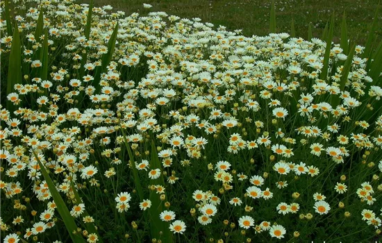 Helle Färberkamille 'Sauce Hollandaise' Helle Färberkamille 'Sauce Hollandaise'