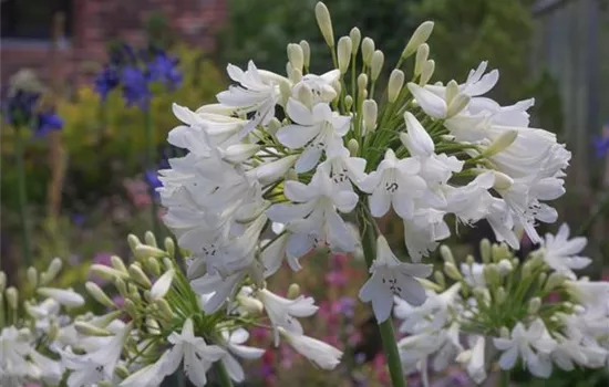 Afrika-Schmucklilie Afrika-Schmucklilie