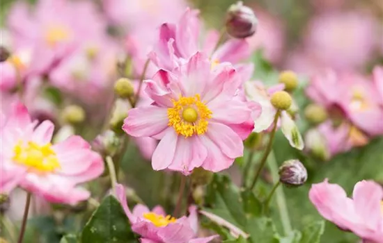 Herbst-Anemone Herbst-Anemone