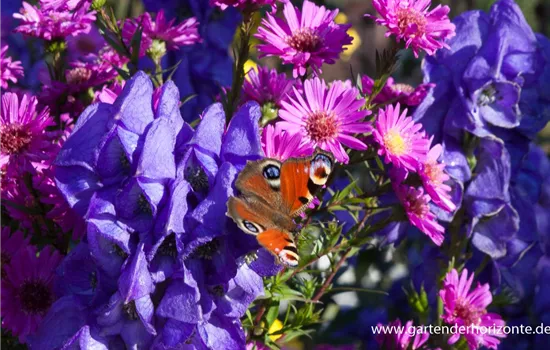 Hoher Herbst-Eisenhut Hoher Herbst-Eisenhut
