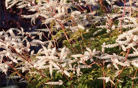 Zwerg-Geißbart Zwerg-Geißbart