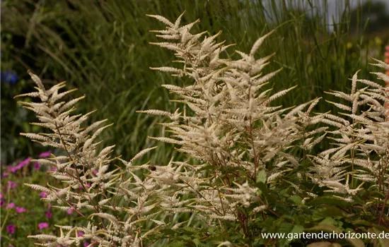 Kleiner Geißbart 'Federbusch' Kleiner Geißbart 'Federbusch'