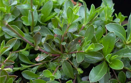 Karpaten-Schaumkresse 'Neuschnee' Karpaten-Schaumkresse 'Neuschnee'