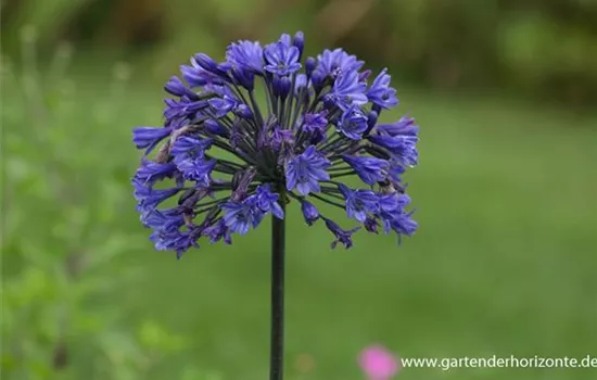 Garten-Schmucklilie 'Back in Black' Garten-Schmucklilie 'Back in Black'