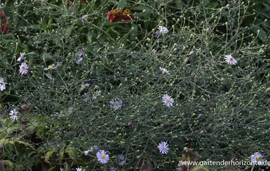 Glatte Aster