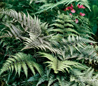 Athyrium niponicum 'Metallicum' Athyrium niponicum 'Metallicum'