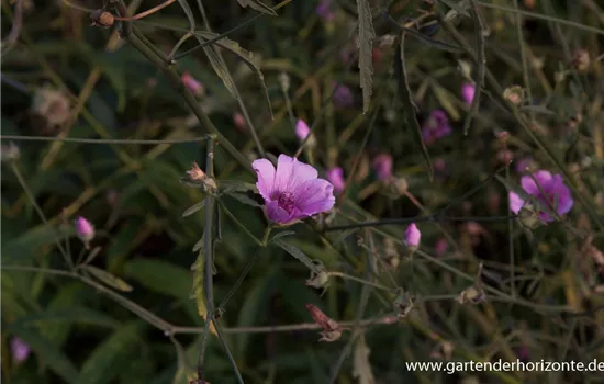Hanfblättriger Eibisch Hanfblättriger Eibisch