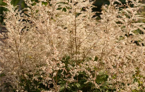 Kleiner Geißbart 'Misty Lace'® Kleiner Geißbart 'Misty Lace'®