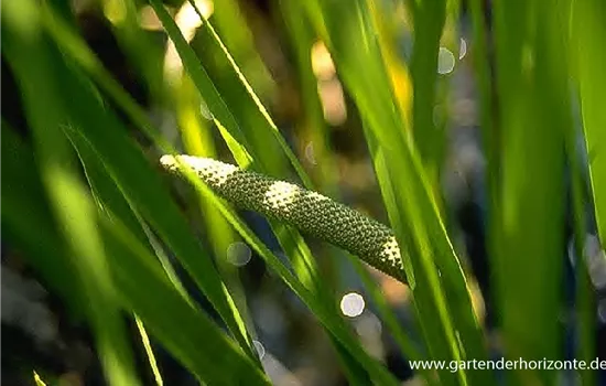 Kolbenblütiger Kalmus Kolbenblütiger Kalmus