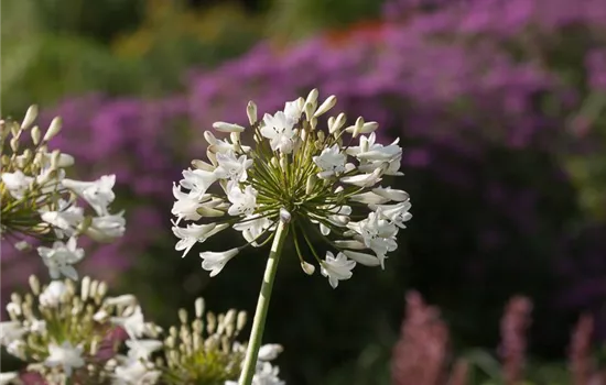 Afrika-Schmucklilie Afrika-Schmucklilie