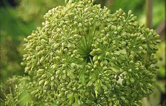 Echte Engelwurz Echte Engelwurz