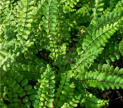 Braunstieliger Streifenfarn Braunstieliger Streifenfarn