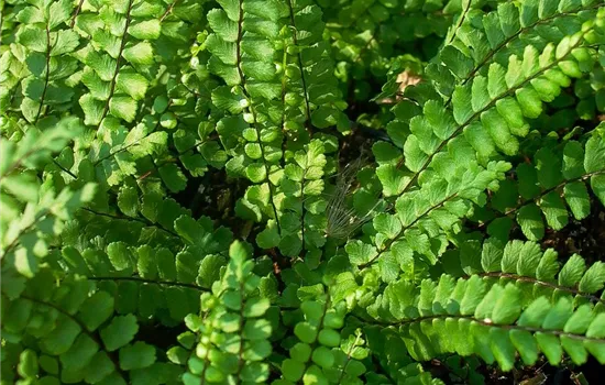 Braunstieliger Streifenfarn Braunstieliger Streifenfarn