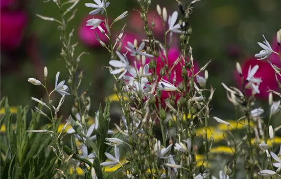 Astlose Graslilie Astlose Graslilie