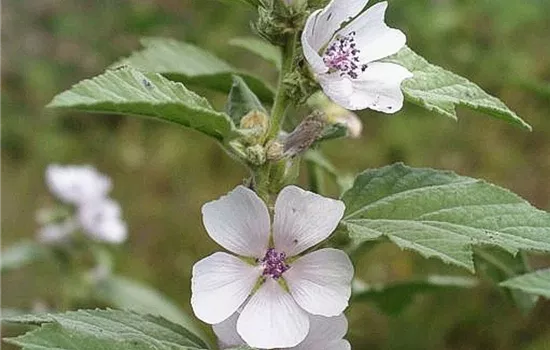 Echter Apotheker-Eibisch Echter Apotheker-Eibisch