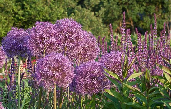 Riesenlauch Riesenlauch