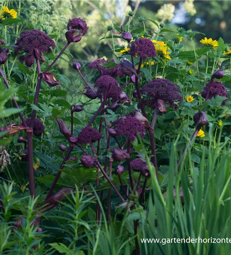 Große Engelwurz Große Engelwurz