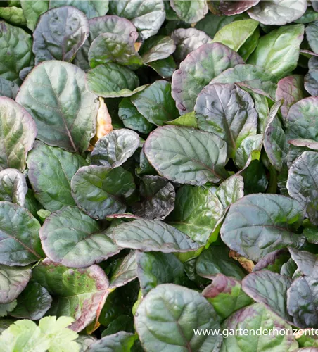 Großer Purpur-Günsel 'Catlin´s Giant' Großer Purpur-Günsel 'Catlin´s Giant'