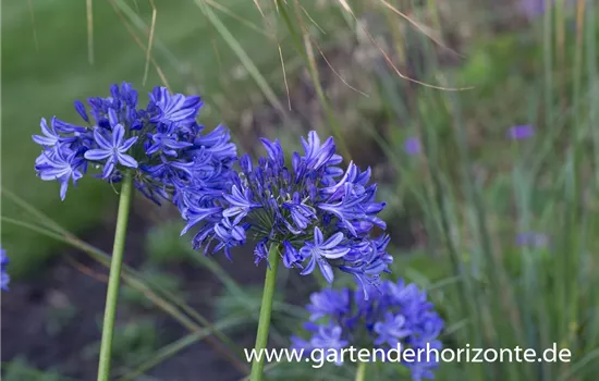 Schmucklilie 'Peter Pan' Schmucklilie 'Peter Pan'