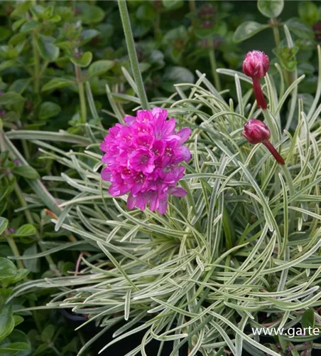 Garten-Grasnelke 'Nifty Thrifty' Garten-Grasnelke 'Nifty Thrifty'