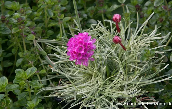 Garten-Grasnelke 'Nifty Thrifty' Garten-Grasnelke 'Nifty Thrifty'