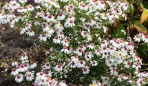 Aster lateriflorus var. horizontalis 'Chloe'
