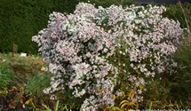 Aster lateriflorus var. horizontalis 'Chloe'