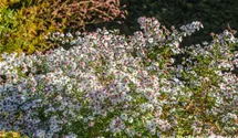 Aster lateriflorus var. horizontalis 'Chloe'