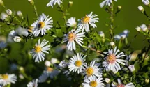 Aster lateriflorus var. horizontalis 'Chloe'