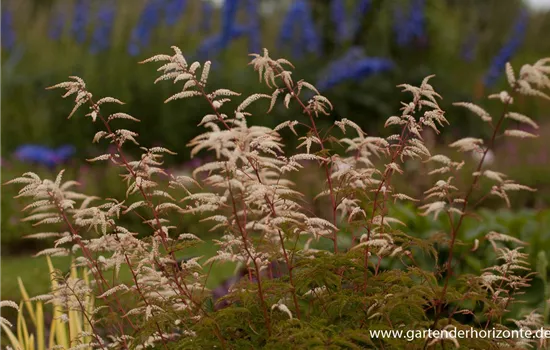 Wald Geißbart 'Woldemar Meier' Wald Geißbart 'Woldemar Meier'