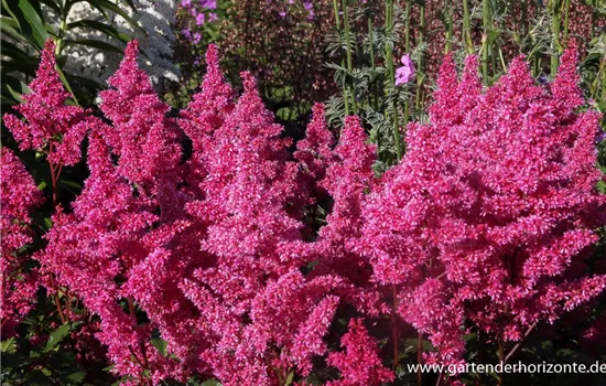 Garten-Prachtspiere 'Bonn' Garten-Prachtspiere 'Bonn'