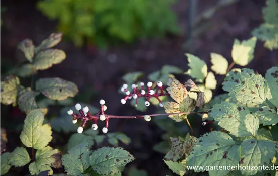 Weißfruchtiges Christophskraut 'Misty Blue' Weißfruchtiges Christophskraut 'Misty Blue'