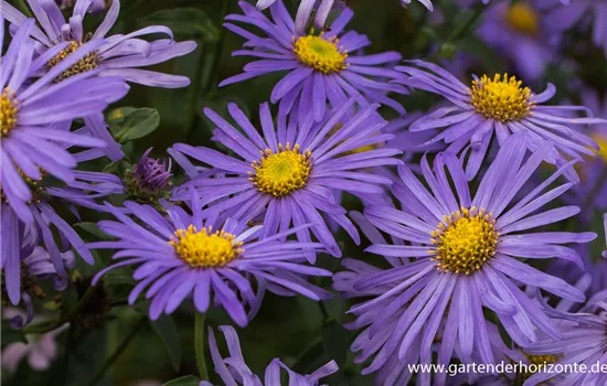 Sommer-Aster 'Mönch' Sommer-Aster 'Mönch'