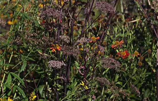 Wald-Engelwurz Wald-Engelwurz