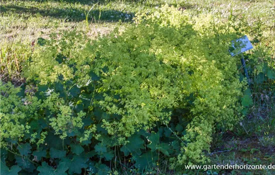 Kahler Frauenmantel Kahler Frauenmantel