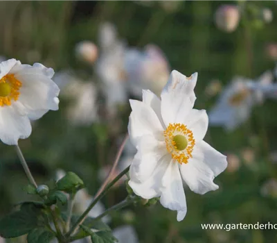 Garten-Herbst-Anemone 'Honorine Jobert' Garten-Herbst-Anemone 'Honorine Jobert'