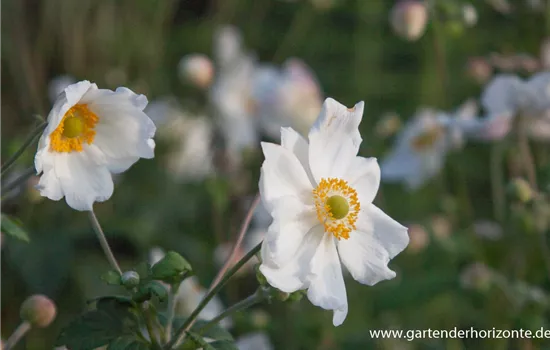 Garten-Herbst-Anemone 'Honorine Jobert' Garten-Herbst-Anemone 'Honorine Jobert'