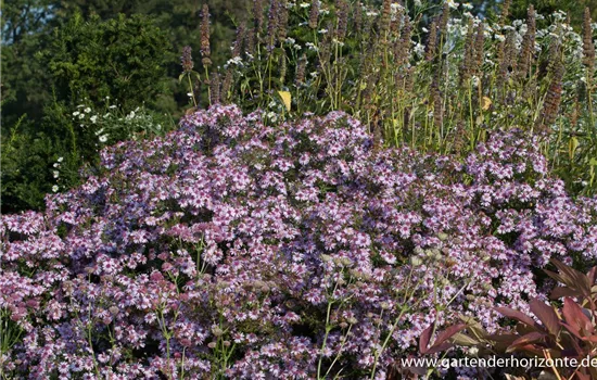 Waagerechte Garten-Aster 'Coombe Fishacre' Waagerechte Garten-Aster 'Coombe Fishacre'