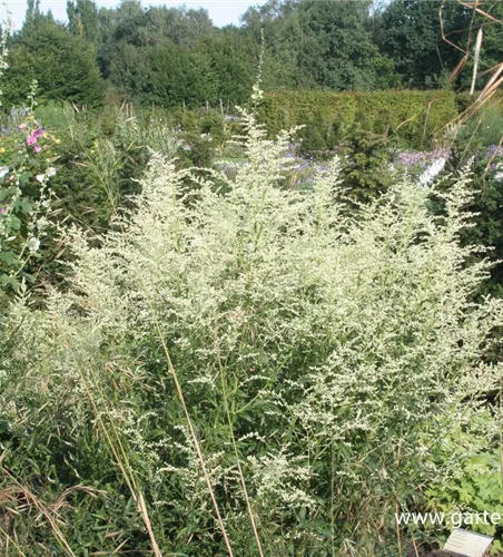 Weißblühender China-Beifuß 'Elfenbein' Weißblühender China-Beifuß 'Elfenbein'