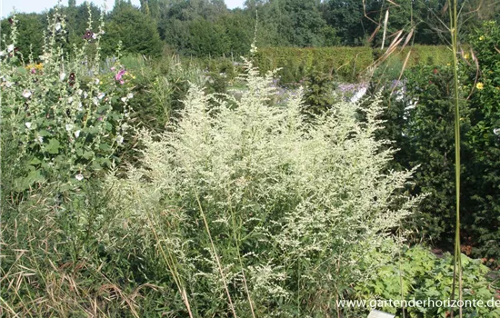 Weißblühender China-Beifuß 'Elfenbein' Weißblühender China-Beifuß 'Elfenbein'