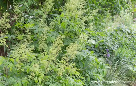 Hoher Wald-Geißbart Hoher Wald-Geißbart