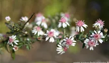 Aster lateriflorus var. horizontalis 'Lady in Black'