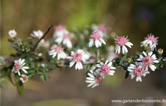Waagerechte Garten-Aster 'Lady in Black' Waagerechte Garten-Aster 'Lady in Black'