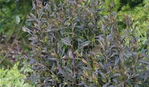 Aster lateriflorus var. horizontalis 'Lady in Black'