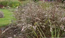 Aster lateriflorus var. horizontalis 'Lady in Black'