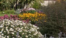Aster lateriflorus var. horizontalis 'Lady in Black'
